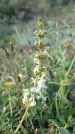 Image of Stachys recta subsp. recta