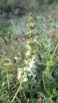 Слика од Stachys recta subsp. recta