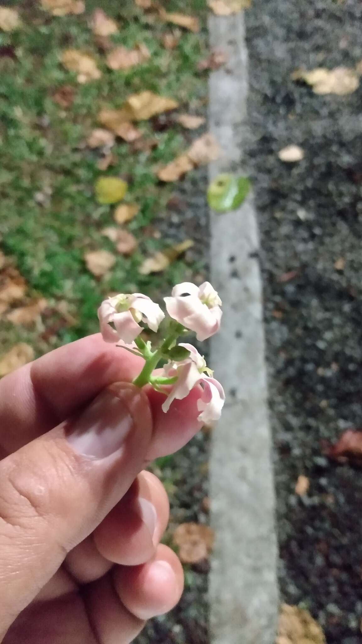 صورة Reutealis trisperma (Blanco) Airy Shaw