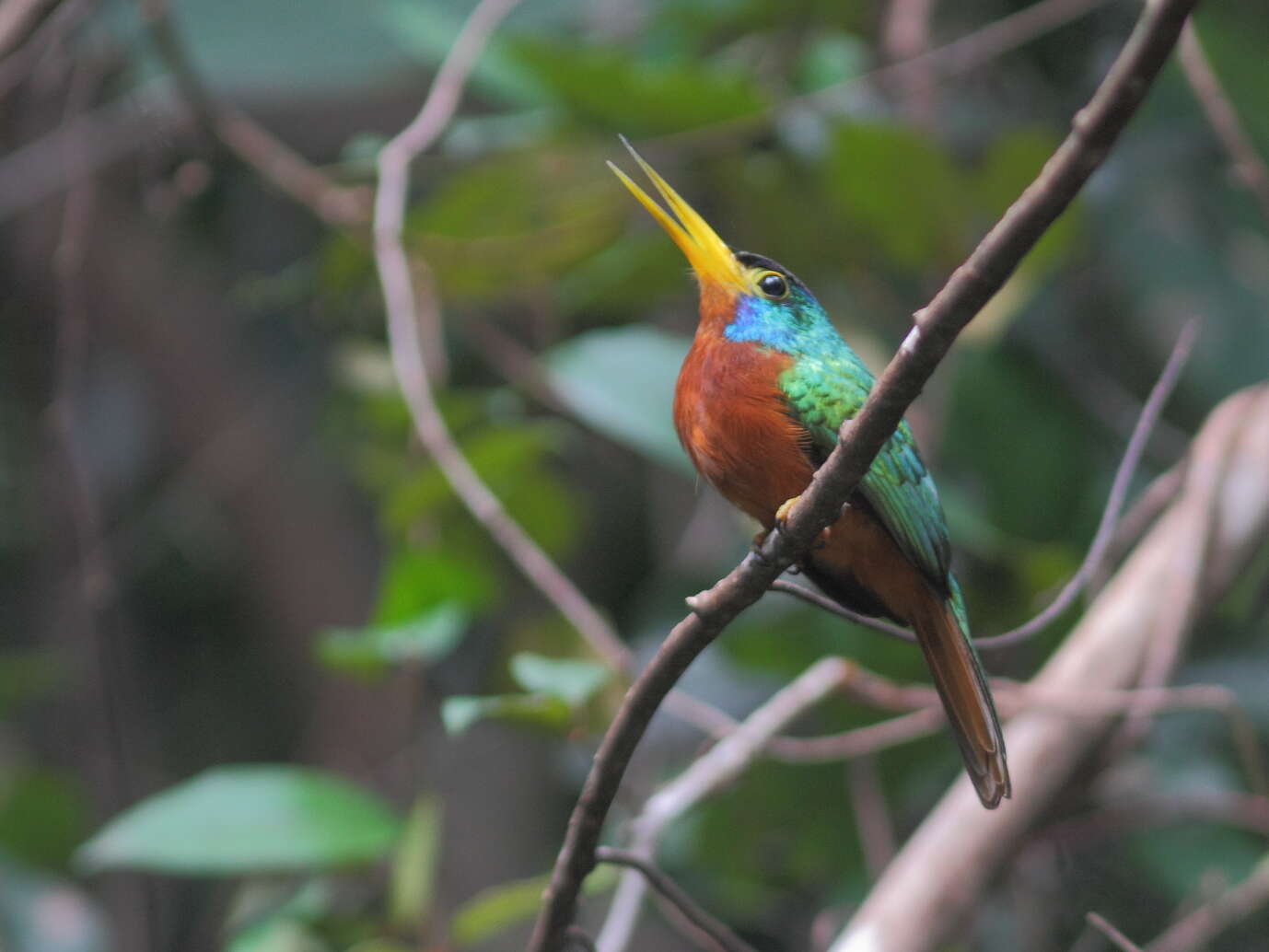 Image of Blue-cheeked Jacamar