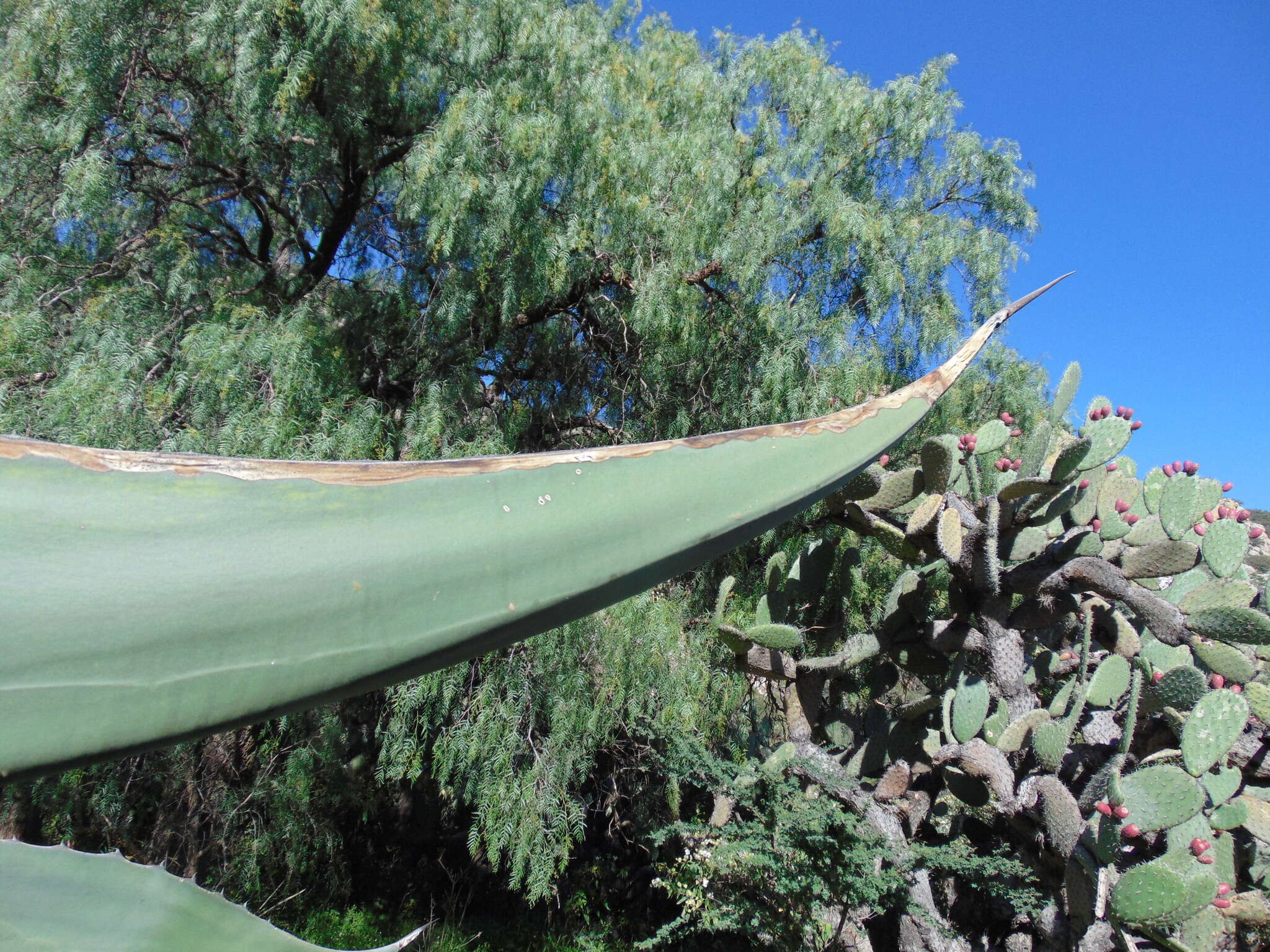 Image of Agave mapisaga Trel.