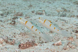 Image of Decorated goby