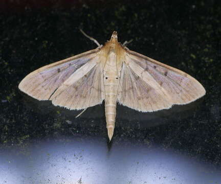 Image de Herpetogramma bipunctalis Fabricius 1794