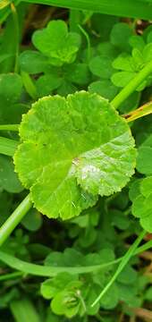 Imagem de Hydrocotyle novae-zealandiae DC.