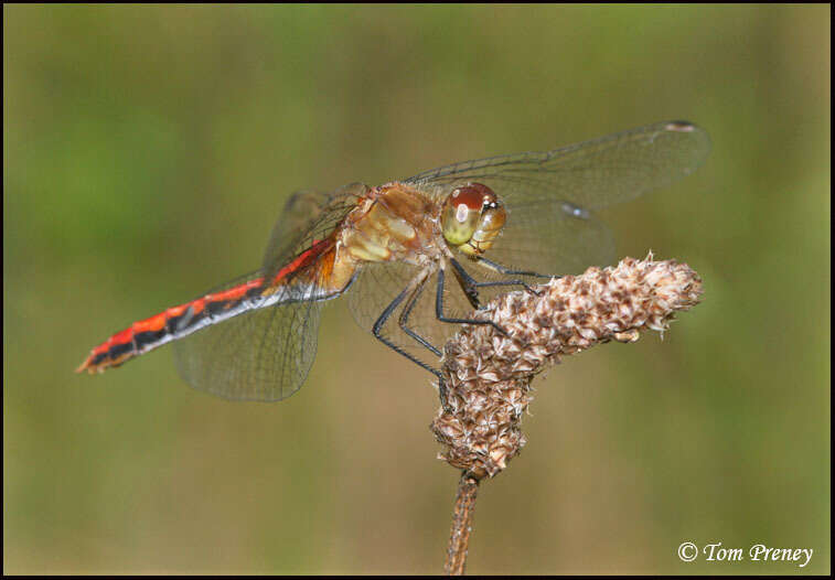 Image of Ruby Meadowhawk