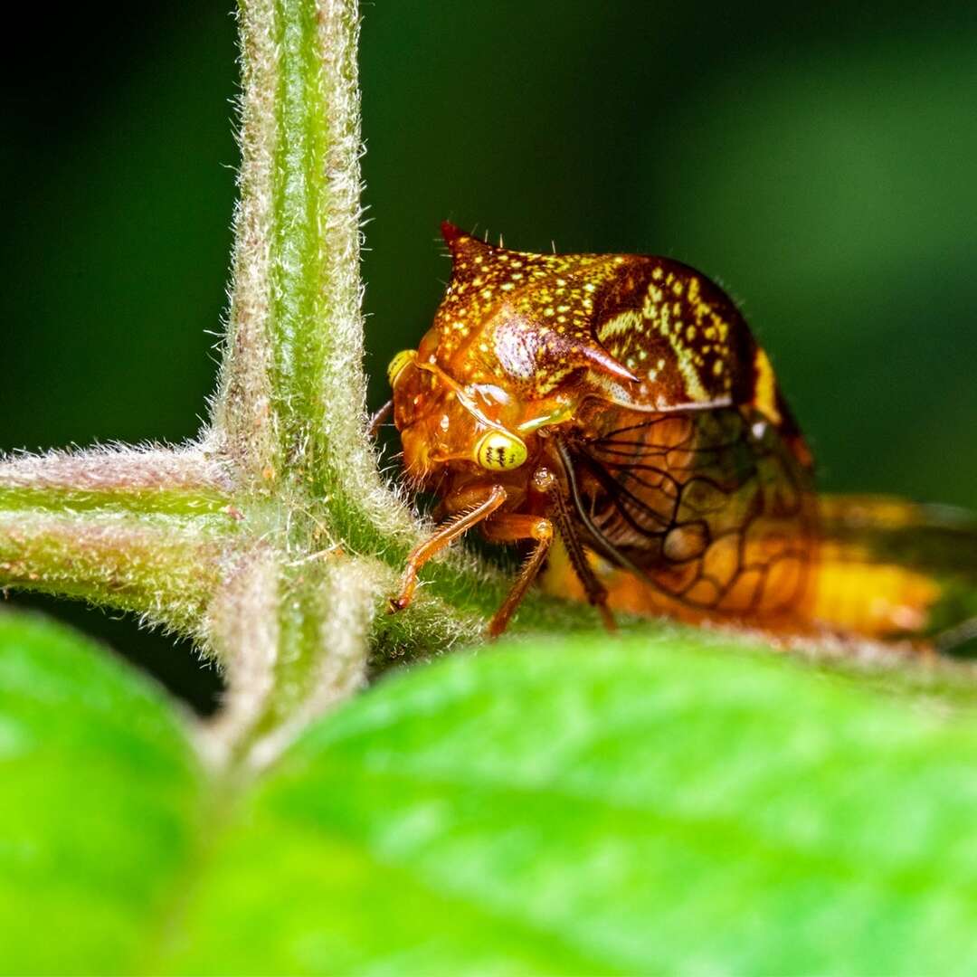 Слика од Vestistilus variabilis Fowler