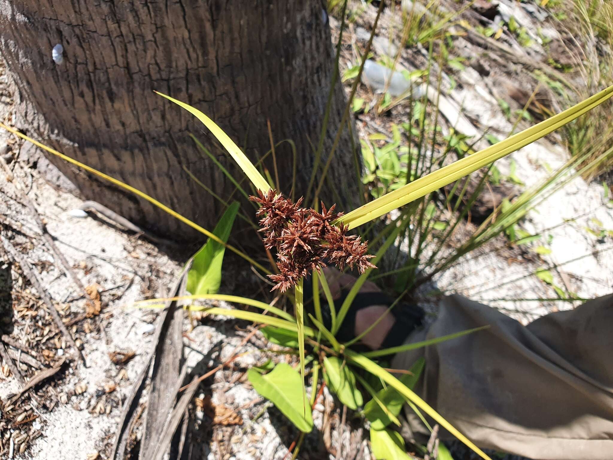 Image of coastal sedge