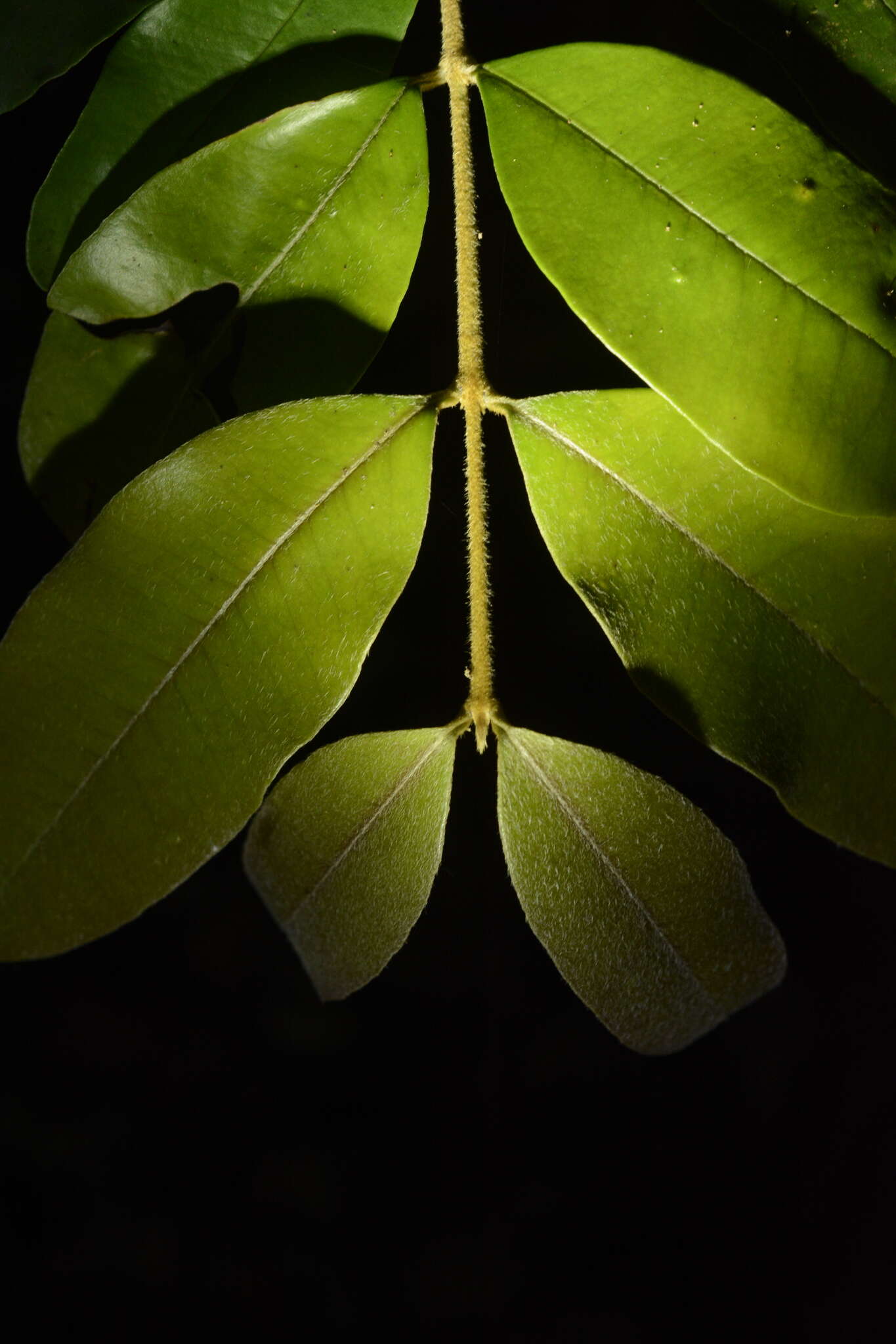 Image de Eugenia aloysii C. J. Saldanha