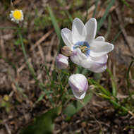 Image of Ixia versicolor G. J. Lewis