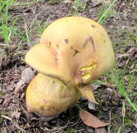 Image of Neoboletus pseudosulphureus (Kallenb.) Klofac 2015