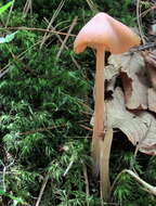 Imagem de Entoloma strictius (Peck) Sacc. 1887