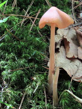 Image of Entoloma strictius (Peck) Sacc. 1887