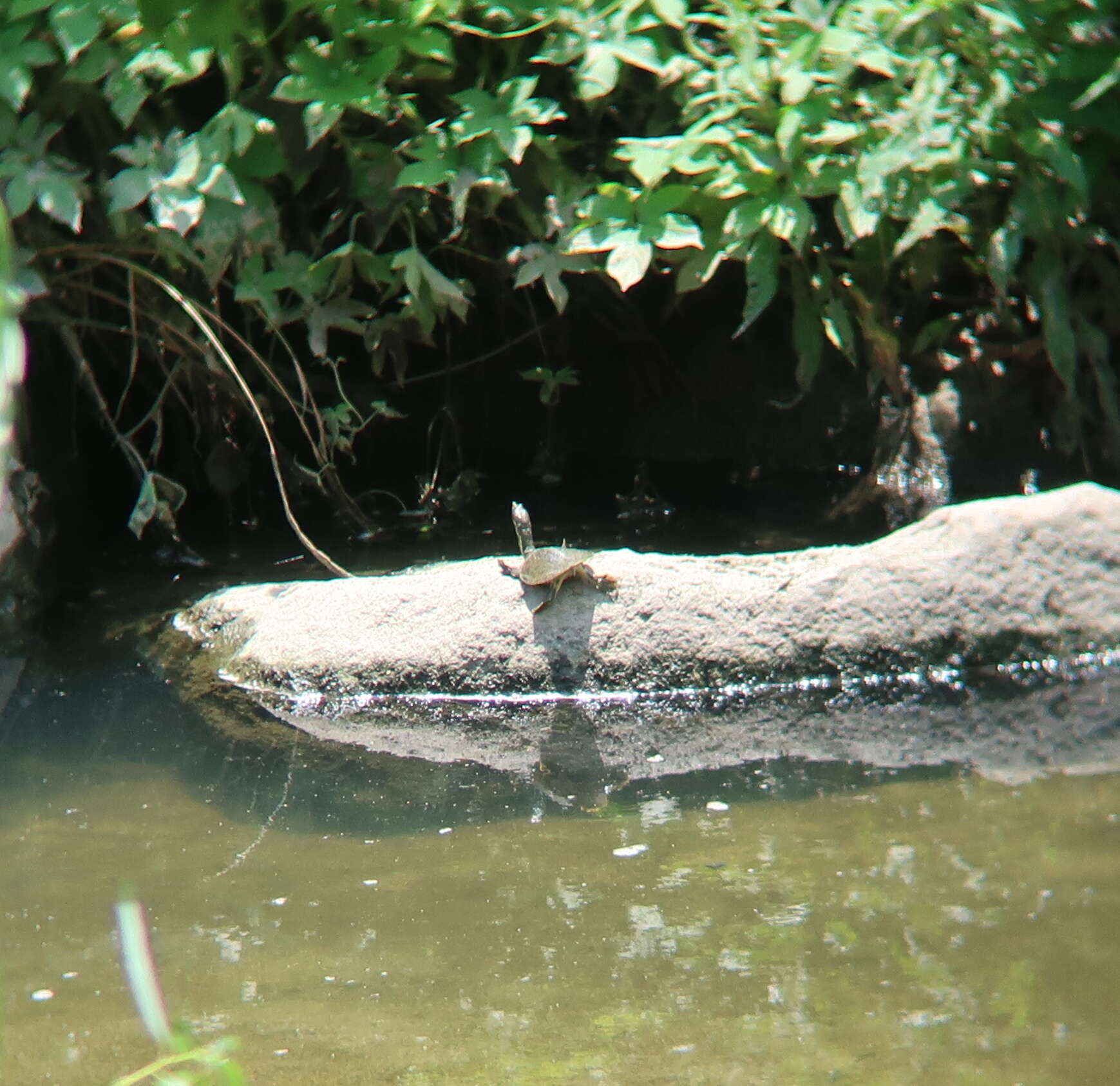 Image of Northern Chinese softshell turtle