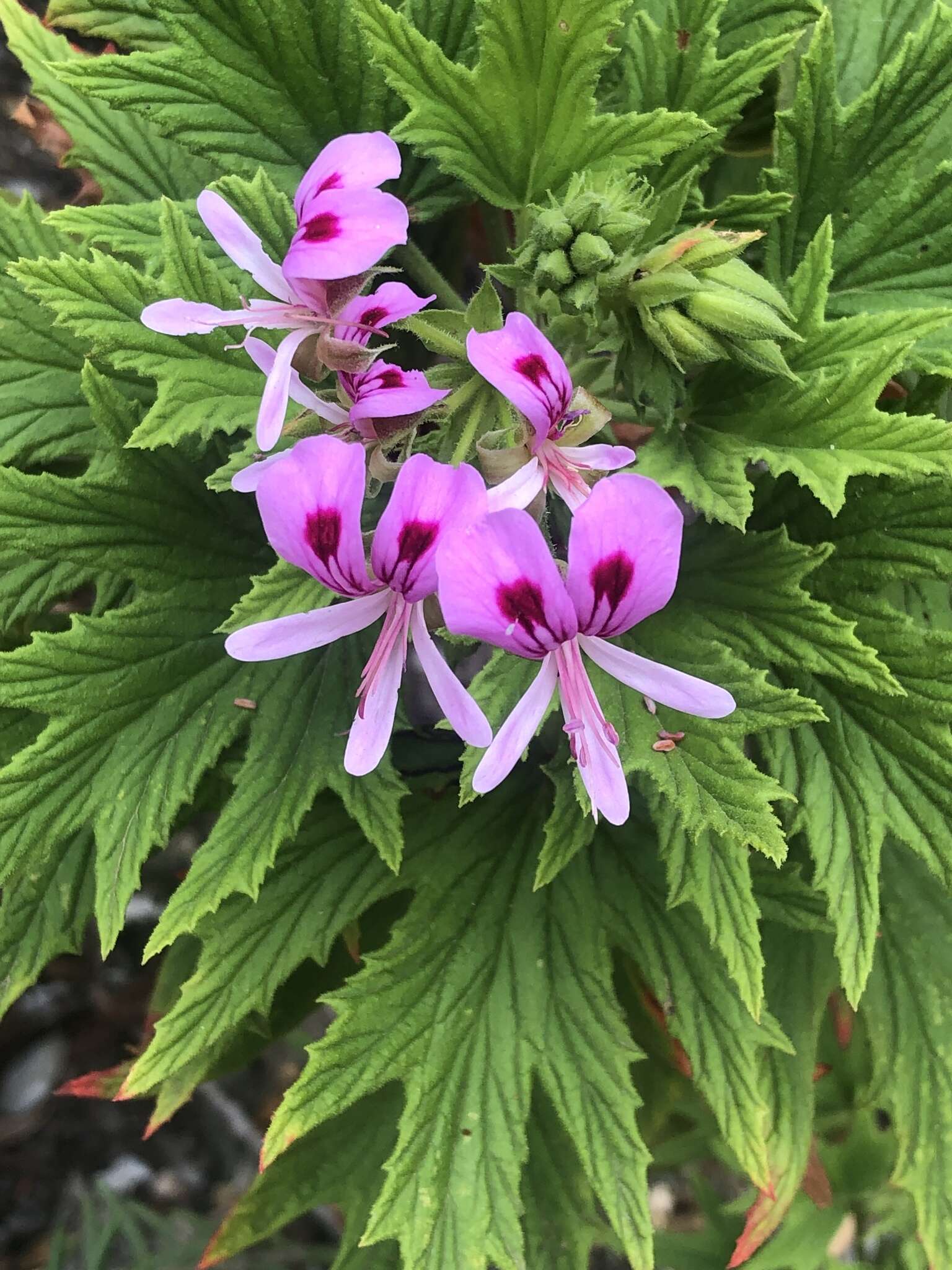 Image of Pelargonium citronellum J. J. A. Van der Walt