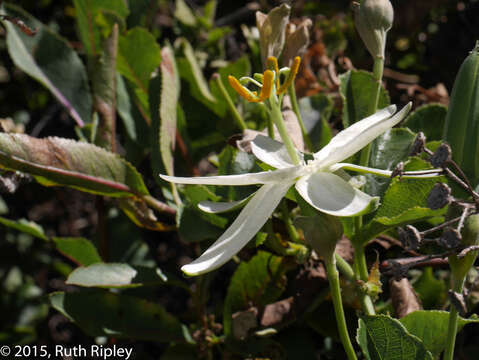 Passiflora peduncularis Cav.的圖片