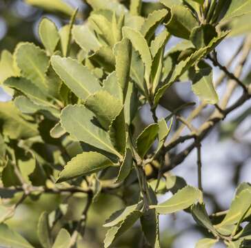 Sivun Laurelia sempervirens (Ruiz & Pav.) Tul. kuva