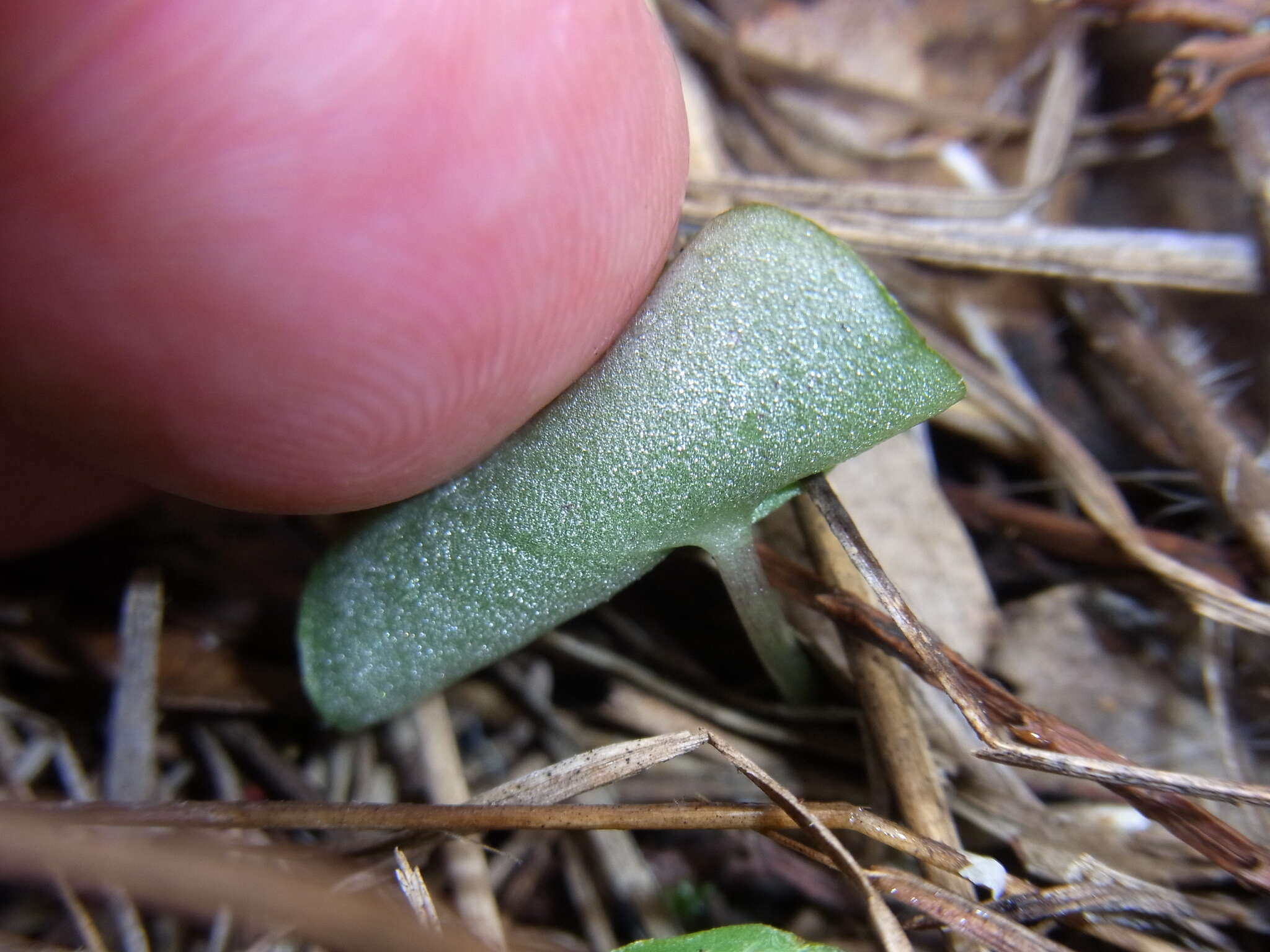 Image of Bristly helmet orchid