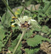 Image of Cephalaria dagestanica Bobrov