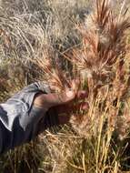 Image of Andropogon eremicus