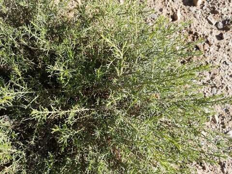 Imagem de Baccharis bolivensis (Wedd.) Cabrera