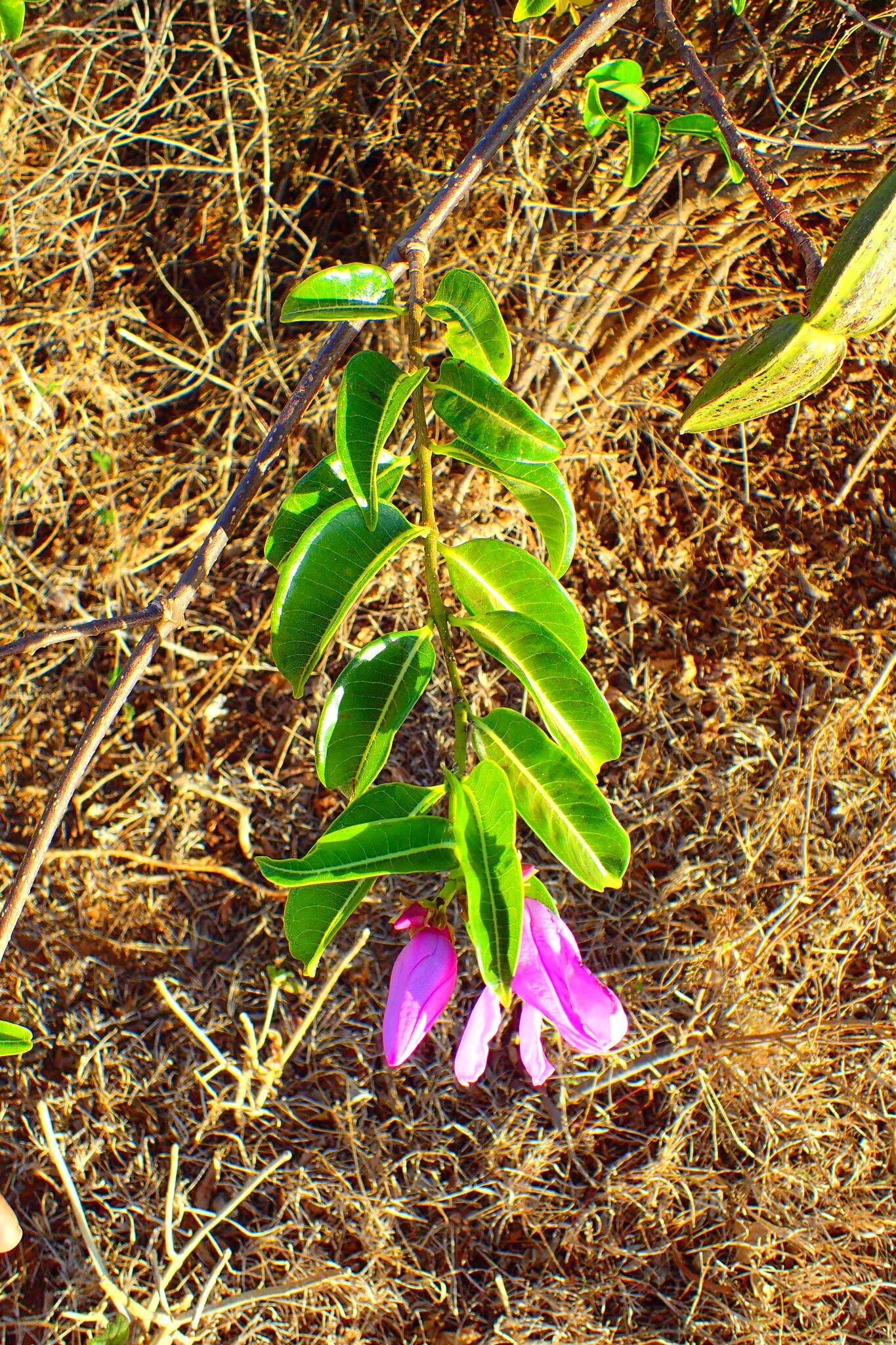 Imagem de Cryptostegia madagascariensis Boj.