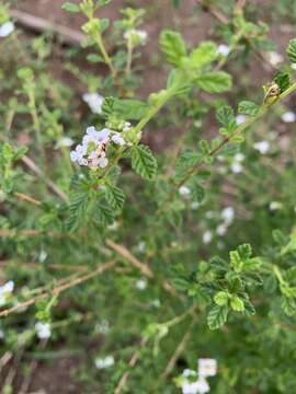 Image of Spanish thyme