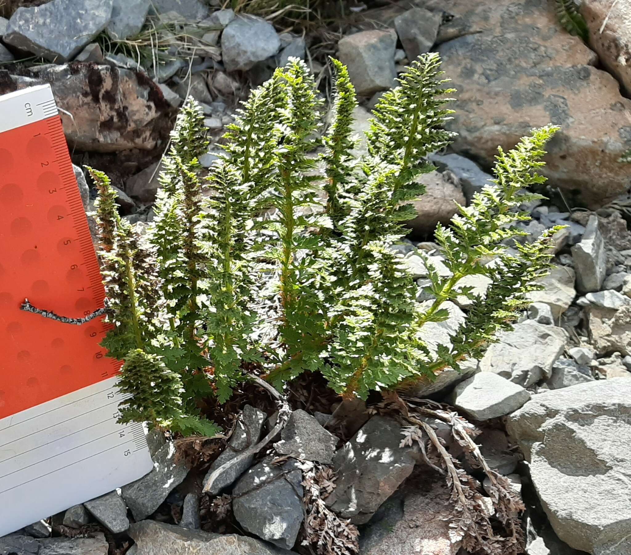 Image of Polystichum cystostegia (Hook.) Armstr.