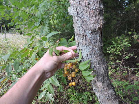 Image of western soapberry