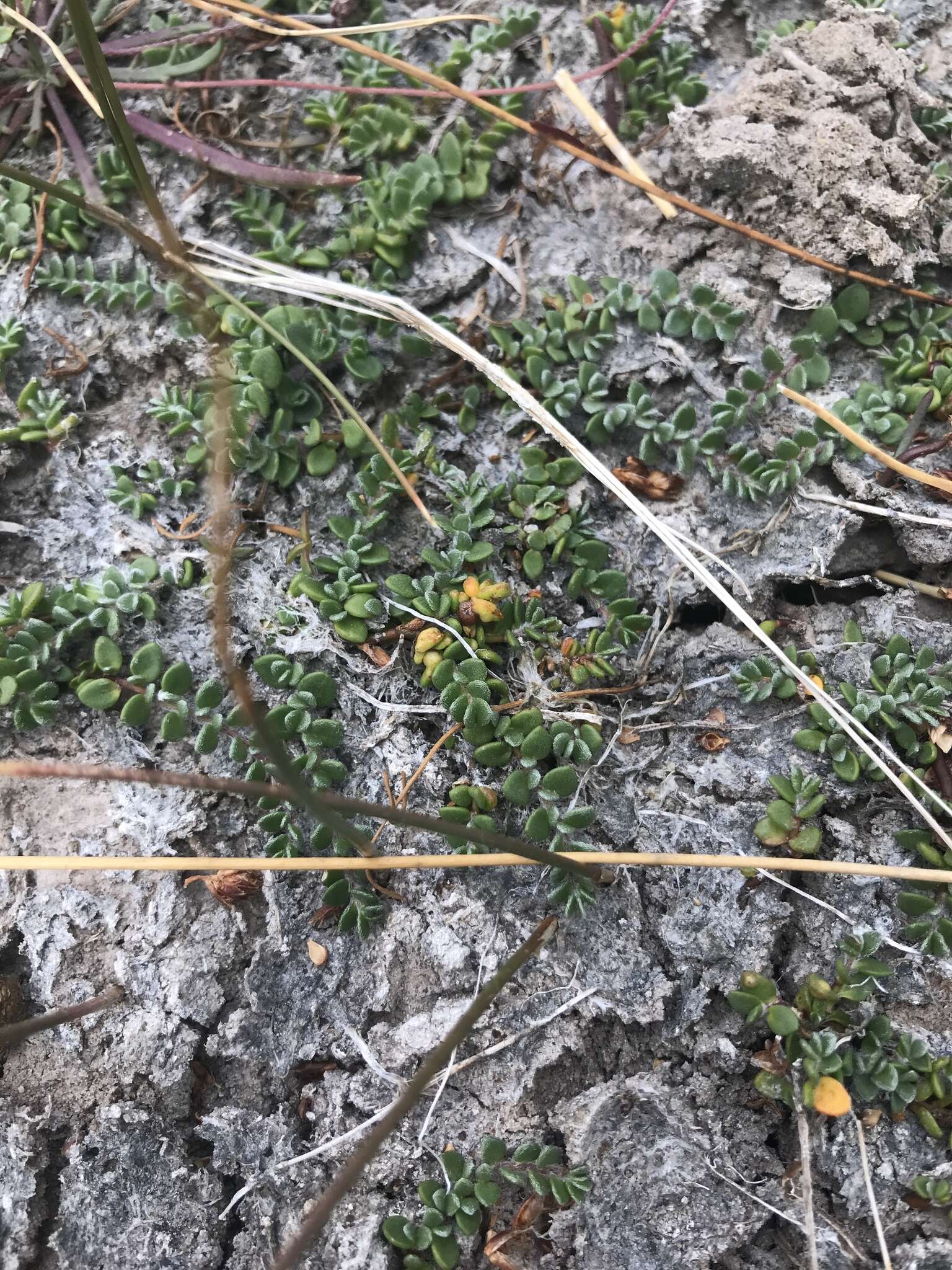 Plancia ëd Wilsonia rotundifolia Hook.