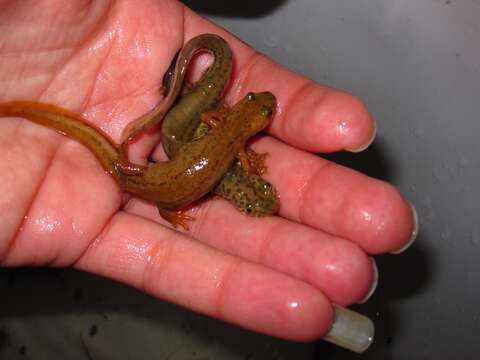 Image of Banded Newt