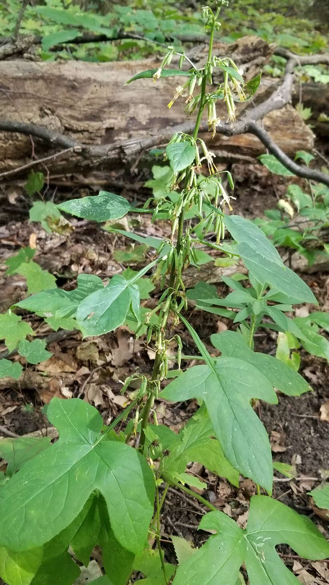 Image of Tall Rattlesnake-Root