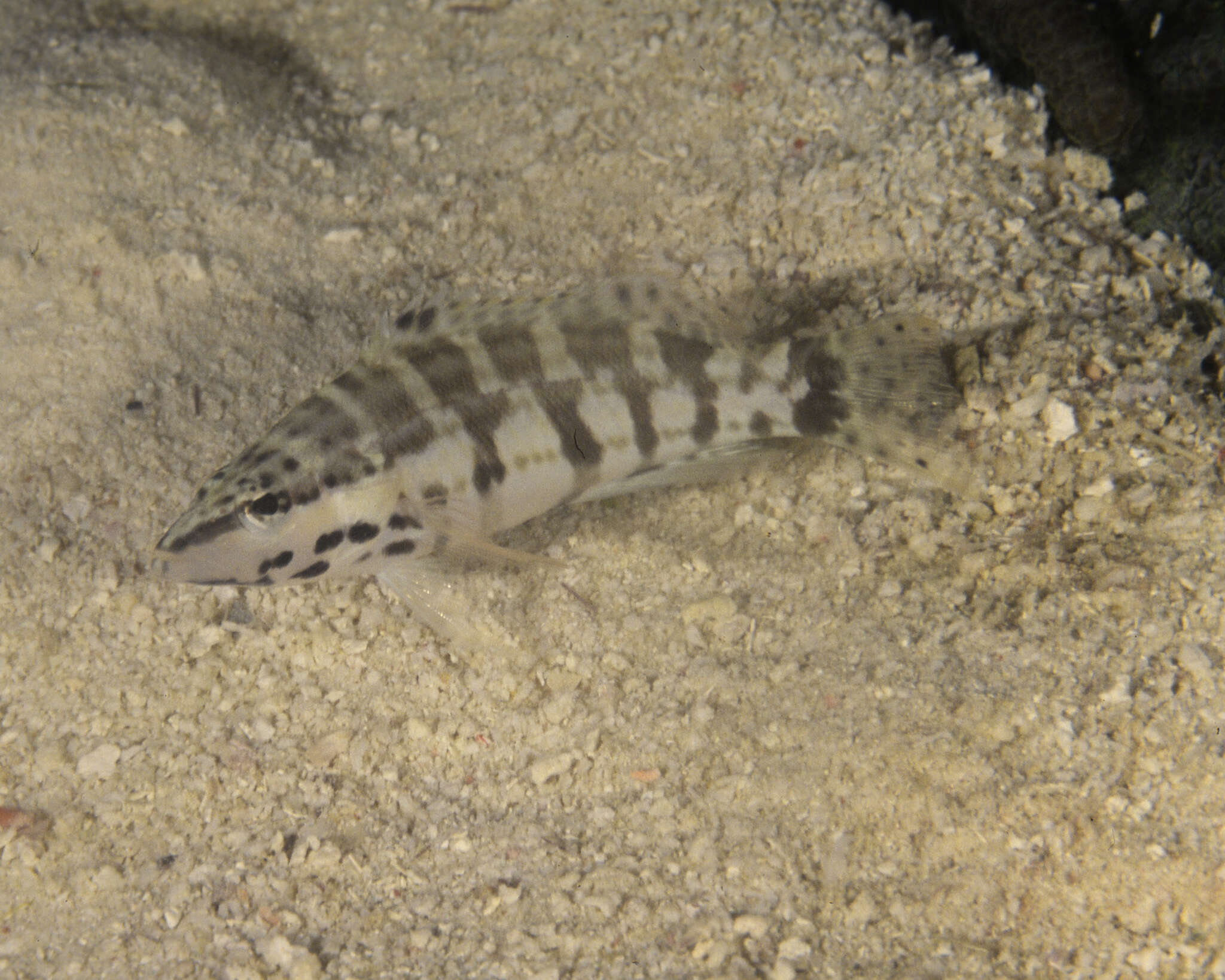 Serranus tigrinus (Bloch 1790) resmi