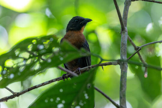 Image of Black-cheeked Ant Tanager