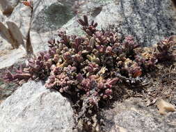 Image of Corpuscularia lehmannii (Eckl. & Zeyh.) Schwant.