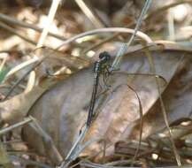 Hemistigma affine (Rambur 1842) resmi