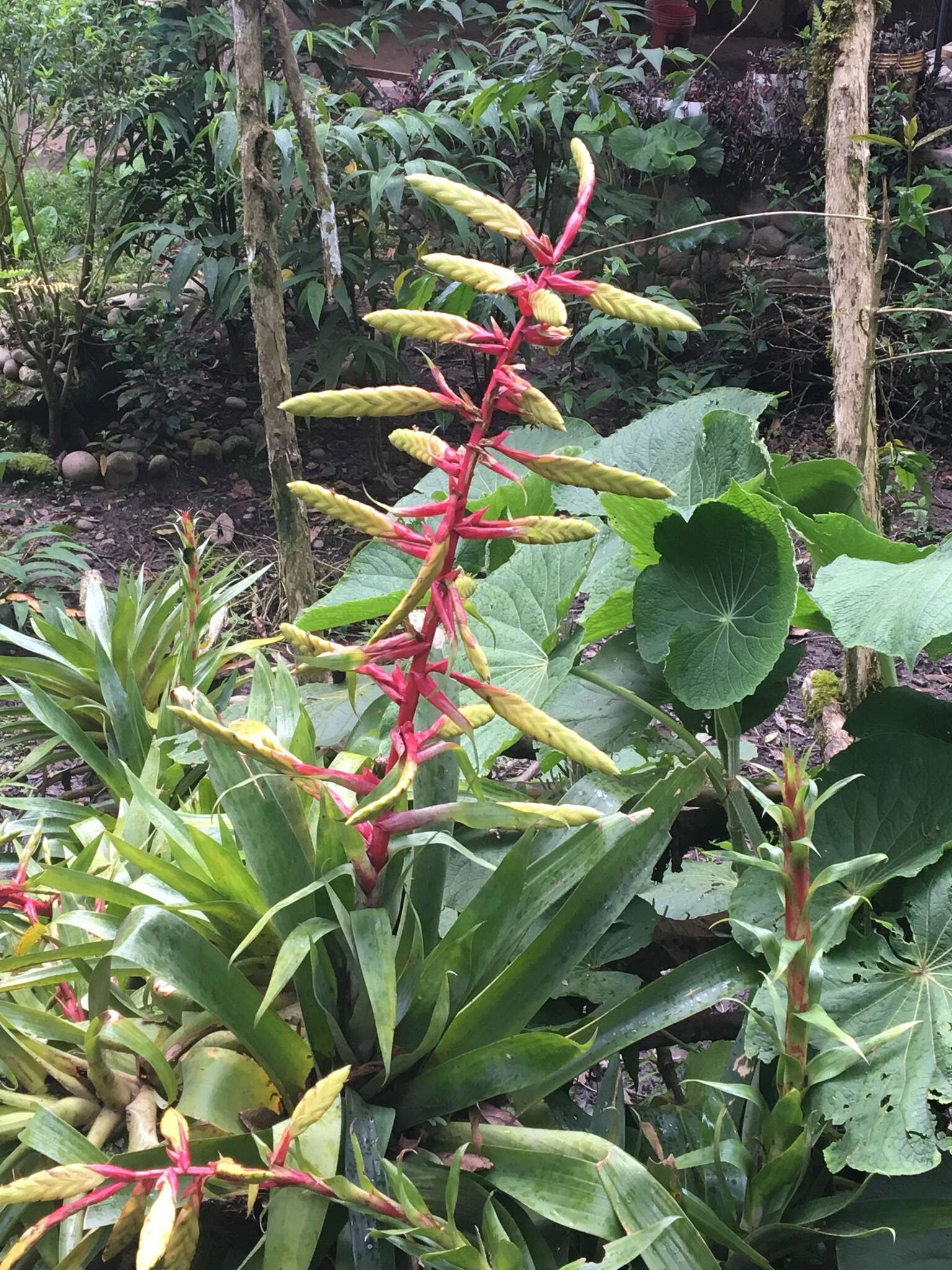 Image of Tillandsia fendleri Griseb.