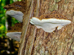 Image of Artist's fungus