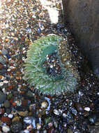 Image of giant green anemone