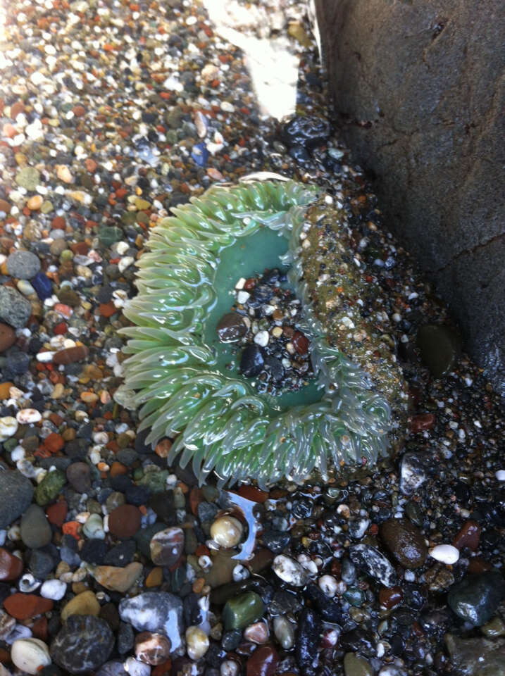 Image of giant green anemone