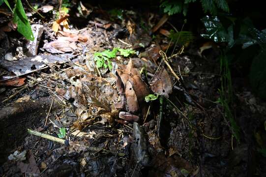 Image of Borneon Horned Frog