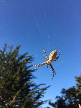 Image of Banded Argiope