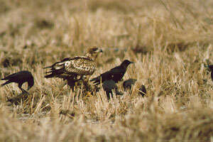 Image of White-tailed Eagle