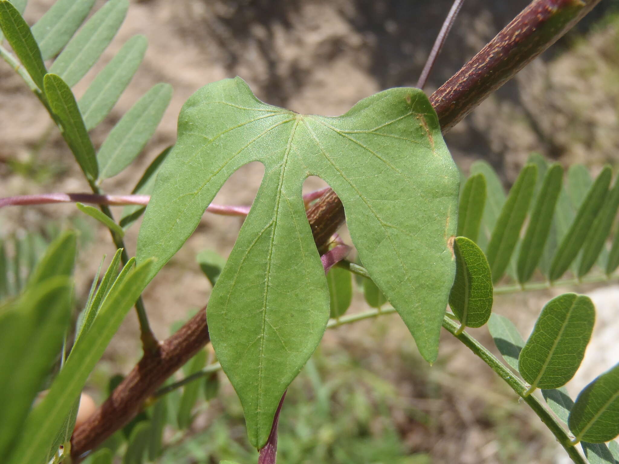 Слика од Ipomoea cristulata Hall. fil.