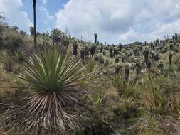 Image de Puya hamata L. B. Sm.