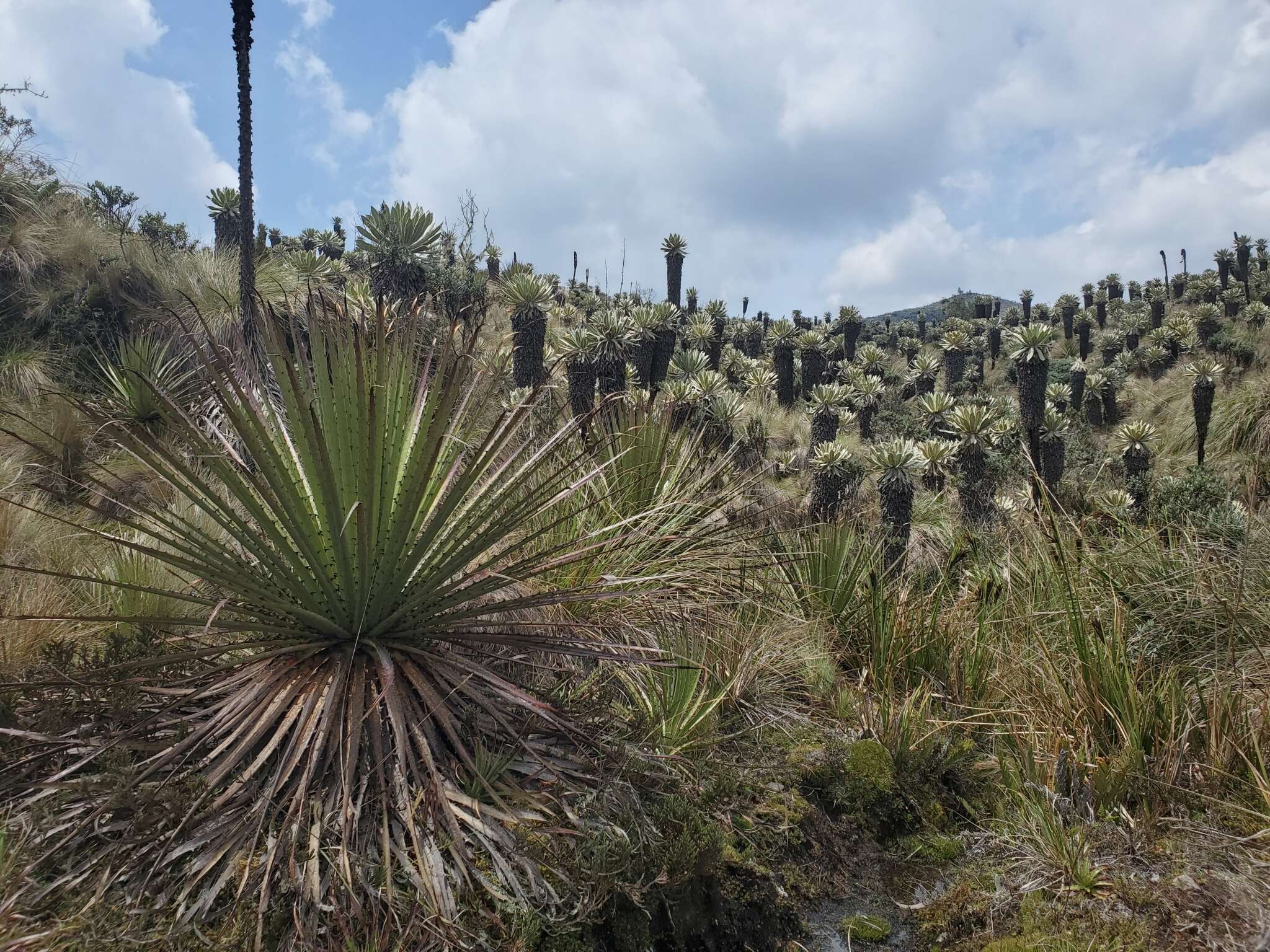 Image of Puya hamata L. B. Sm.