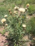 Image of prairie thistle