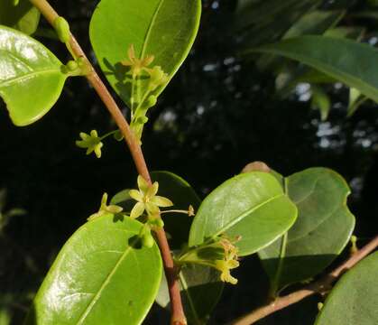 صورة Phyllanthus hohenackeri Müll. Arg.