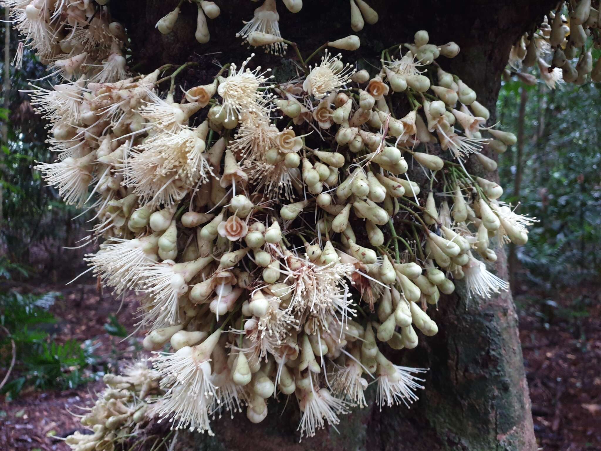 Image of Syzygium cormiflorum (F. Müll.) B. P. M. Hyland