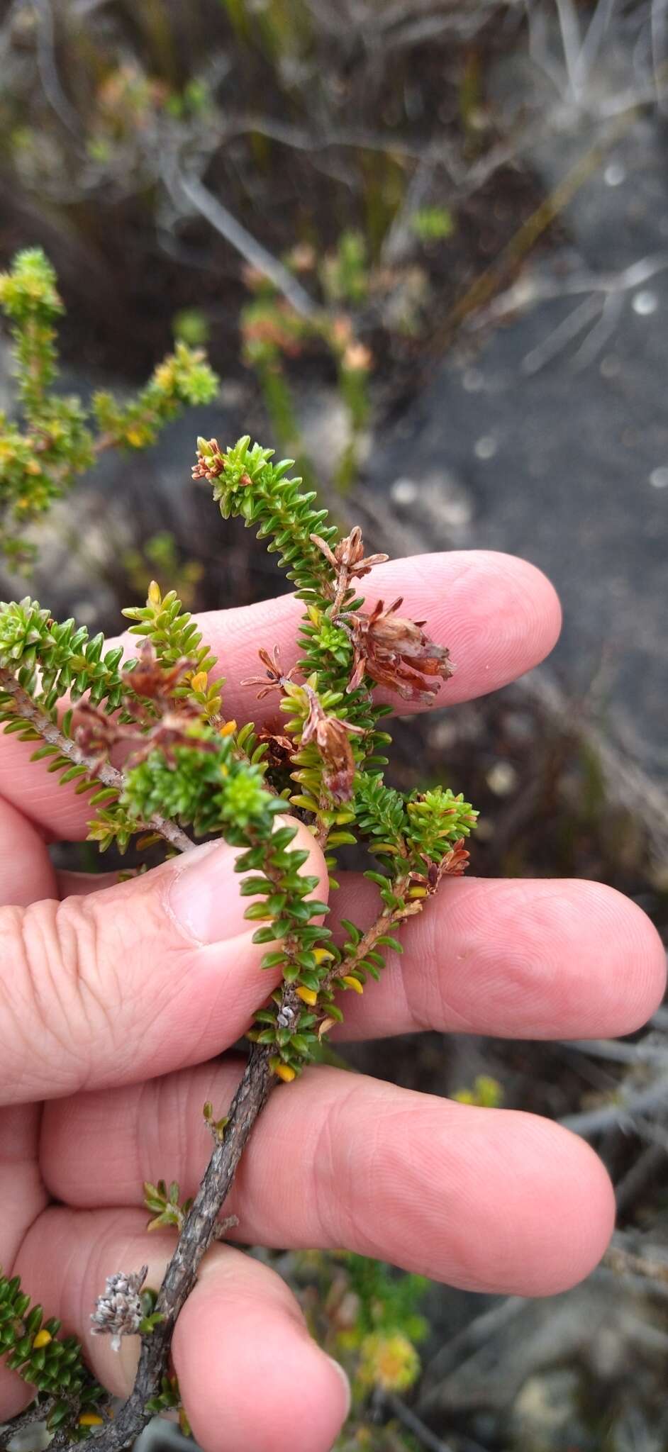 Image of Erica oblongiflora Benth.