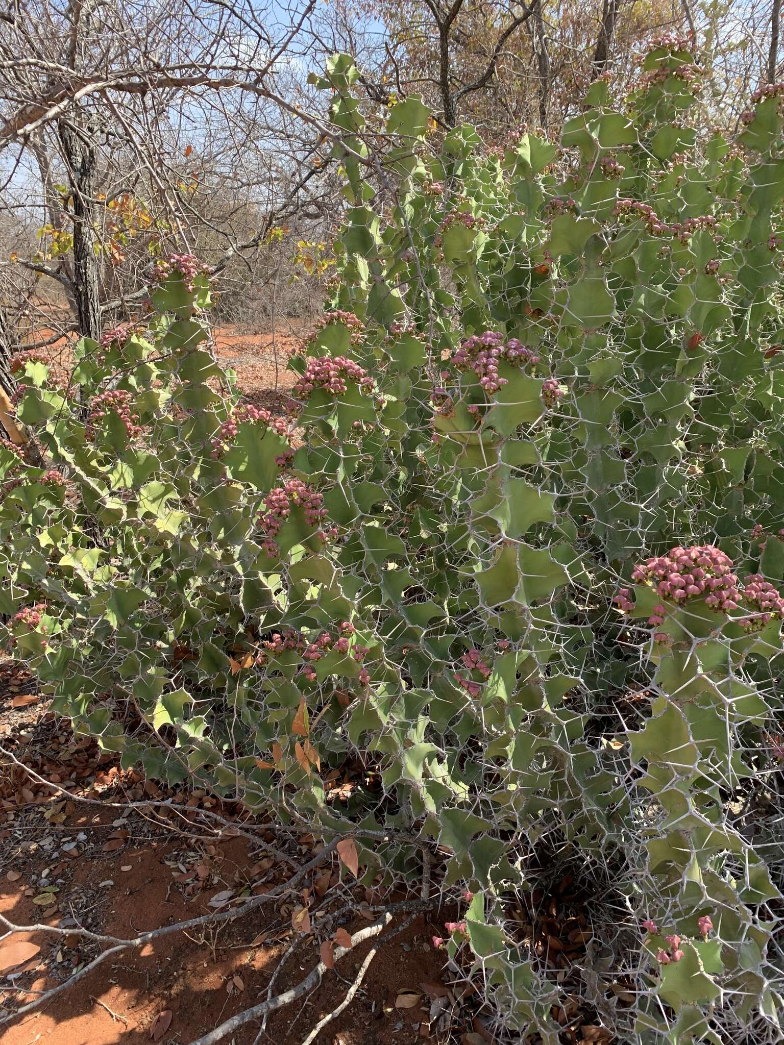 Euphorbia grandicornis Blanc resmi